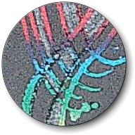 Original Art - Seaweed Closeup.